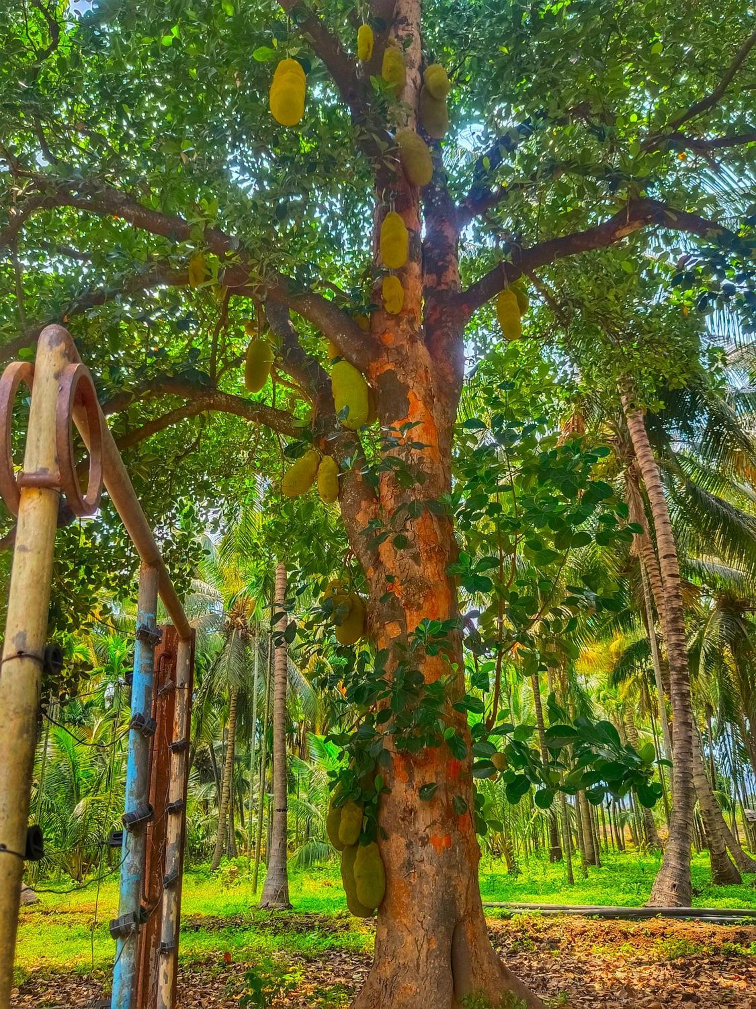 Shivalaya Farmstay Located Amdist Coconut Farm With River Access Near Isha,Adiyogi,Siruvani Alāndurai Exterior photo